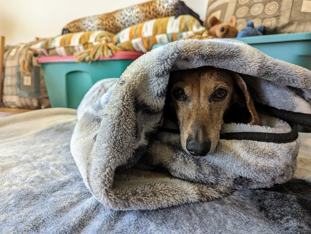 The pointy nose and mournful eyes of a dachshund can be seen just peeking out of a fuzzy gray blanket, in which she is wrapped like a burrito. Plastic totes are visible in the background.