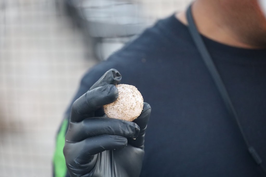 A close-up photo of a sandy, spherical, white turtle egg held gently between black-gloved fingers. The egg is the exact size and shape of a ping-pong ball.