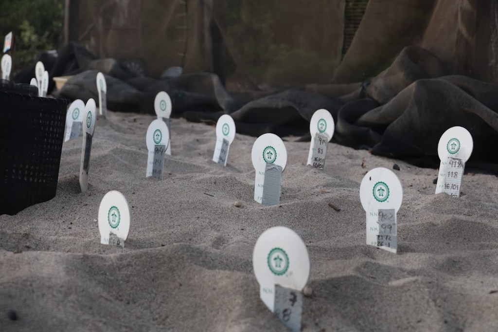 Sixteen white plastic markers stick out of the sand. Each marker has the image of a stylized green turtle at the top. Below, stats marking N.N., N.H., F.P., and a fourth, buried stat are handwritten in black. 
