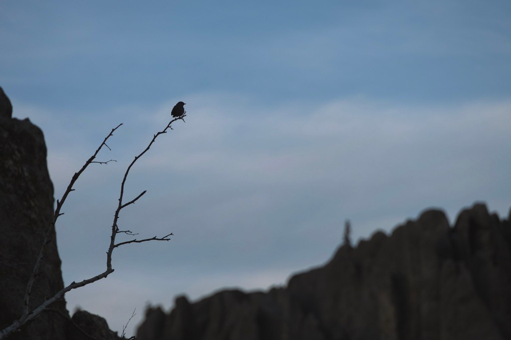 A dark blue evening sky provides light for the profile of some granite peaks in the background and a bird sitting on a thin branch in the foreground.