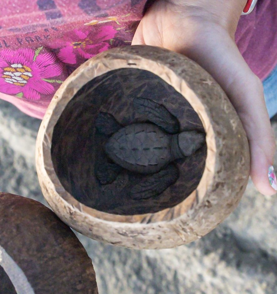 A closeup of the turtle in "Laura's" coconut. 
