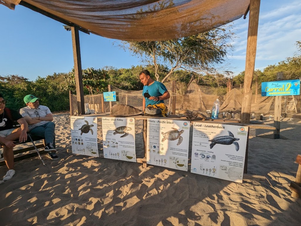 A man in a blue shirt stands under a canvas canopy, behind a wood-plank table. The front of the table is covered with four posters, each showing facts about a different species of sea turtle. The top of the table holds turtle shells in various sizes. The ground is sand and there are trees in the distant background. To the left side of the photo, people are sitting watching the man behind the table. 